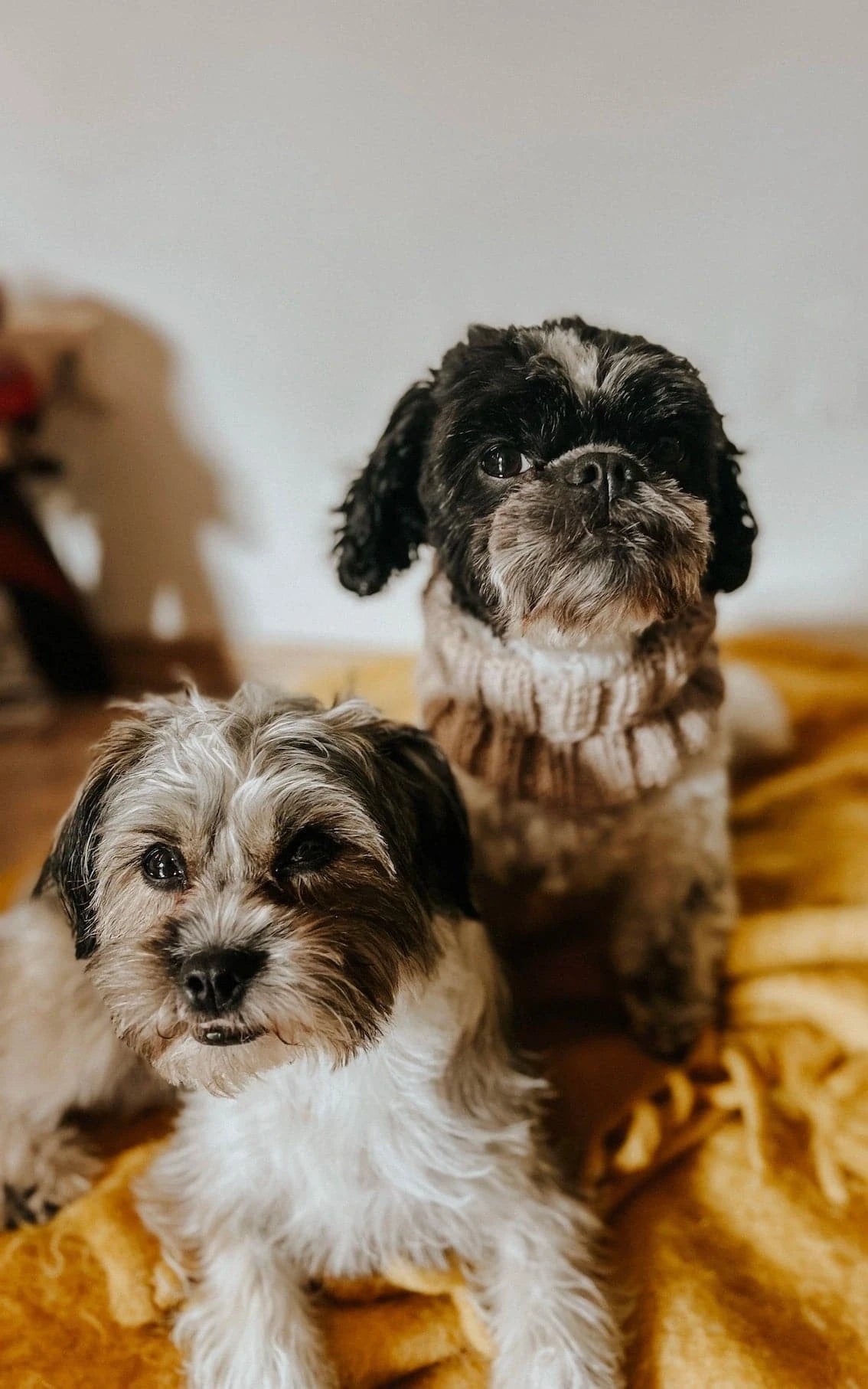 Hunde Loop-Schal - ANLEITUNG von OONIQUE jetzt online kaufen bei OONIQUE
