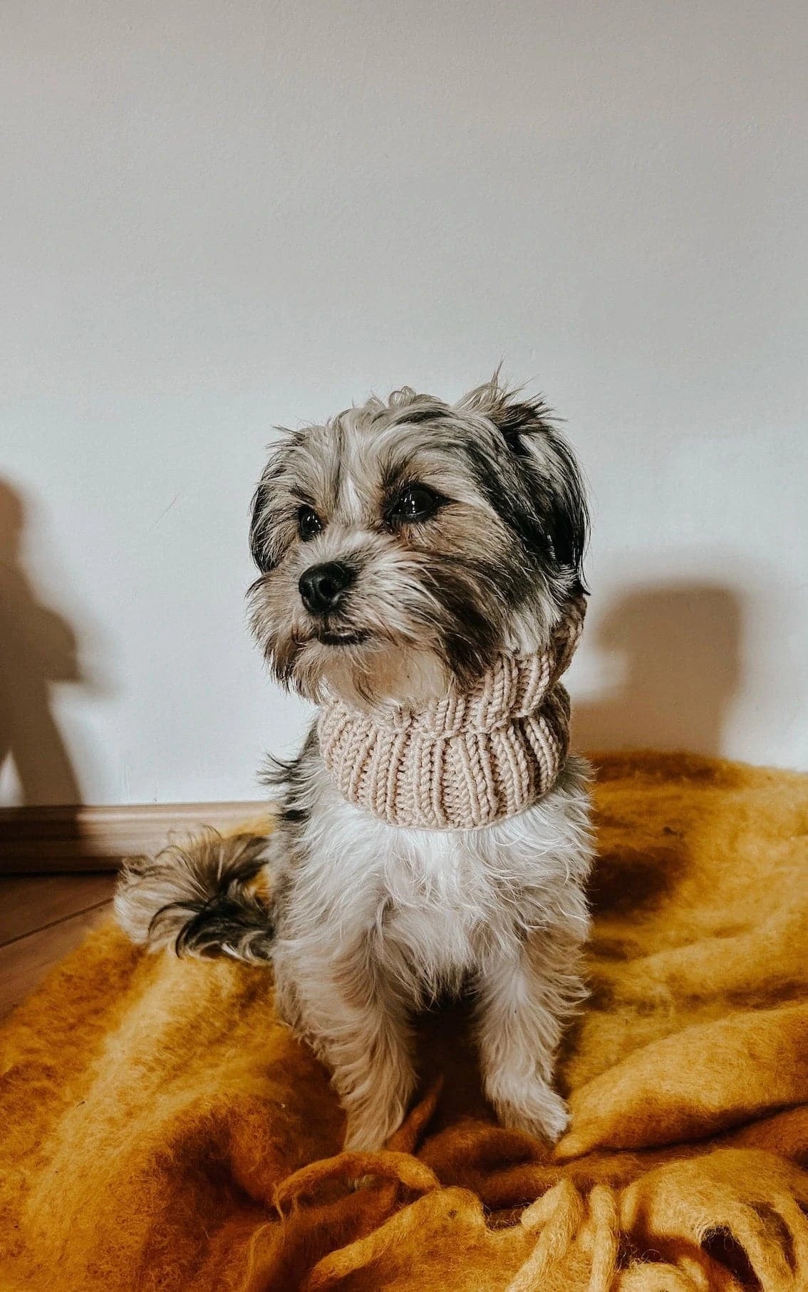 Hunde Loop-Schal - ANLEITUNG von OONIQUE jetzt online kaufen bei OONIQUE