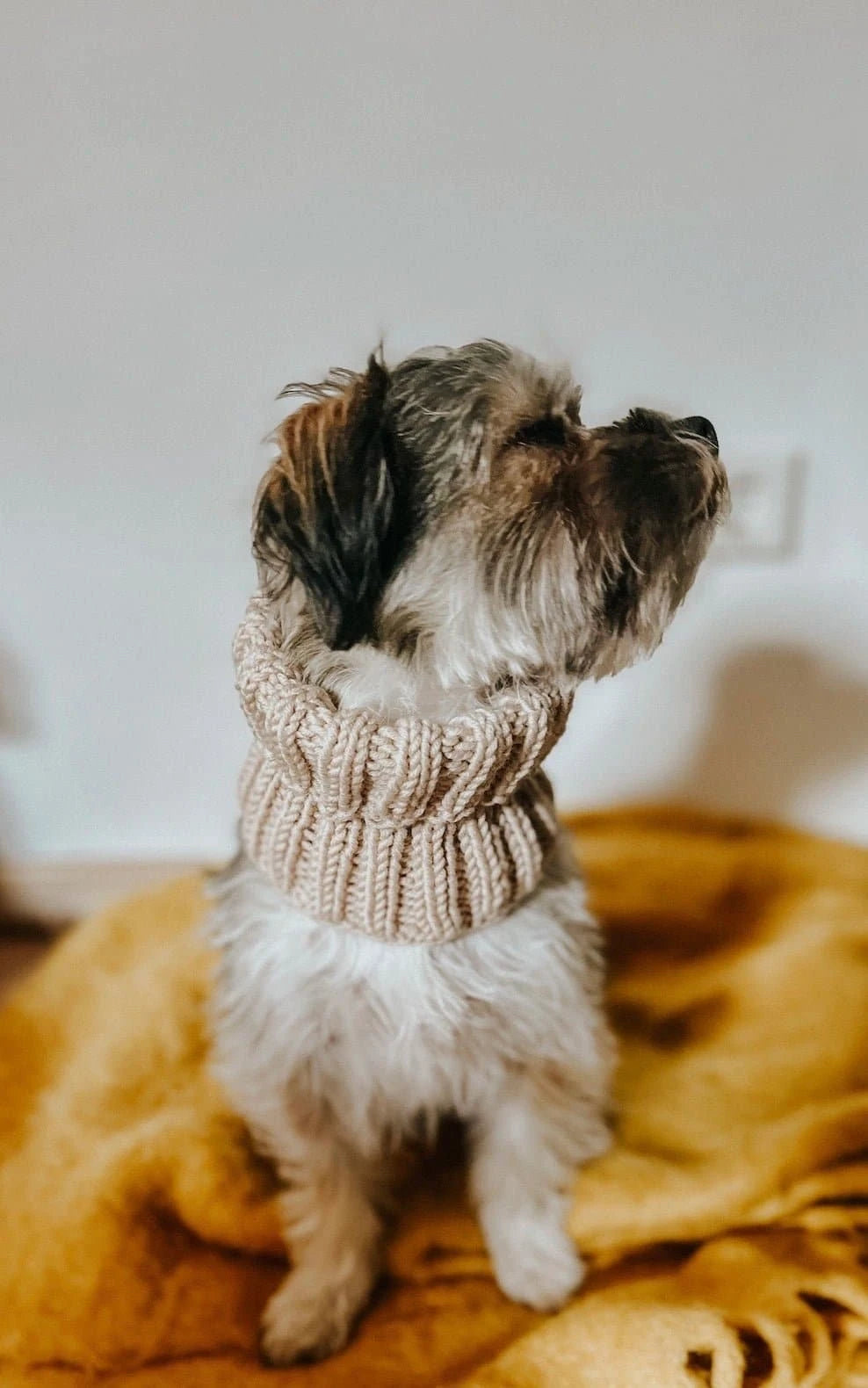 Hunde Loop-Schal - ANLEITUNG von OONIQUE jetzt online kaufen bei OONIQUE