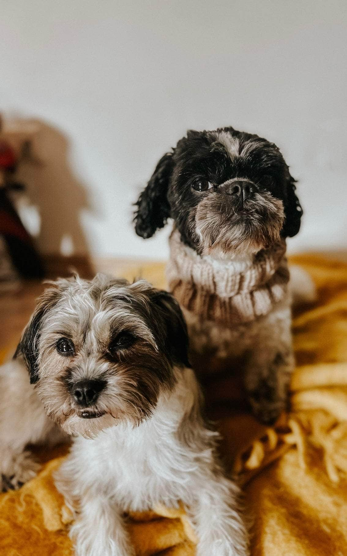 Hunde Loop-Schal - BINGO - Strickset von OONIQUE jetzt online kaufen bei OONIQUE