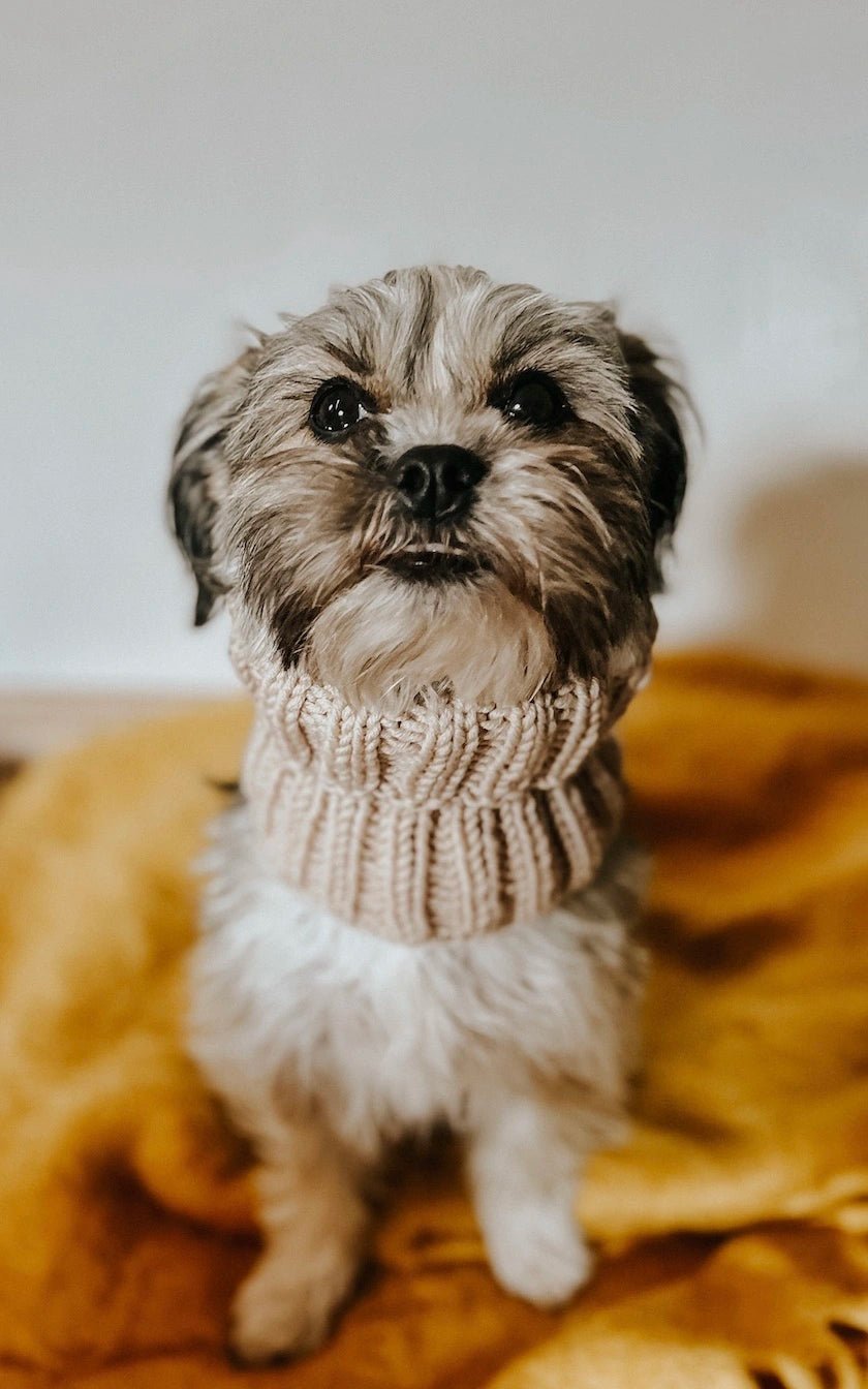 Hunde Loop-Schal - ANLEITUNG von OONIQUE jetzt online kaufen bei OONIQUE