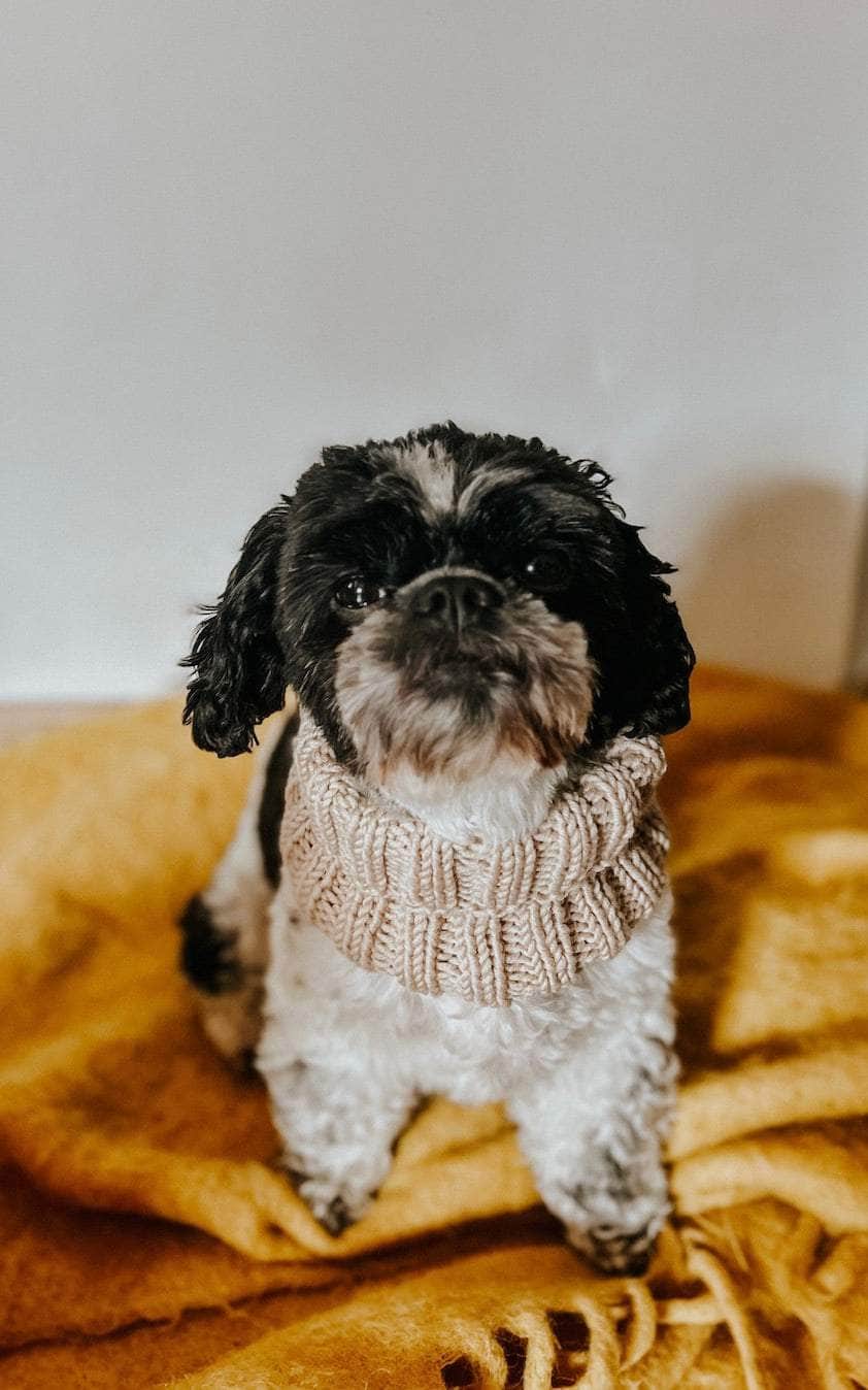 Hunde Loop-Schal - BINGO - Strickset von OONIQUE jetzt online kaufen bei OONIQUE